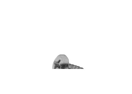 Phillips Truss Head Self Tapping Screw